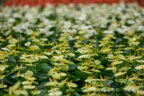 祿豐花卉產業協會換屆啟新程 云花標桿領跑全州，美麗經濟綻放芬芳
