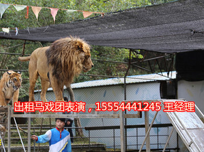 孝感市|海獅表演-出租企鵝。-企匯網(wǎng)