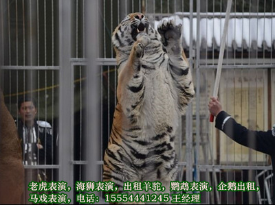 陜西省出租企鵝-可暖場(chǎng)互動(dòng)