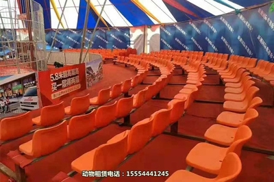 海獅演出-創(chuàng)新馬戲團(tuán)節(jié)目出租鄂州市