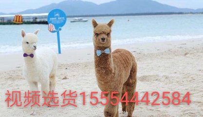 寵物羊駝 廣東羊駝出市場(chǎng)價(jià)格 傷亡包賠一只起批 萌寵租賃景區(qū)展覽羊駝