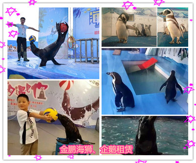 合作活體企鵝、海獅動物表演租賃出租_馬戲團(tuán)表演租賃_活體企鵝租賃_羊駝租賃_山東金鵬動物租賃 - 商國互聯(lián)網(wǎng)