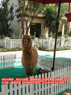 動物馬戲團(tuán)表演出租