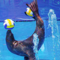 馬戲團表演出租租賃真的很好玩嗎