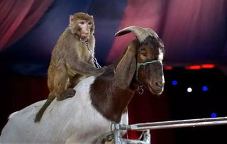 國慶馬戲嘉年華余額不足三天