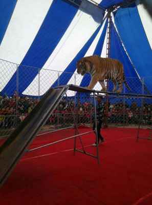 大型馬戲團表演廣東汕尾市大型馬戲團表演租賃