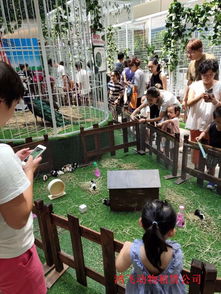 膠州市鸚鵡表演百鳥展出租合作方式