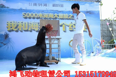 河南省平輿馬戲團動物雜技表演出租價格優(yōu)惠嗎