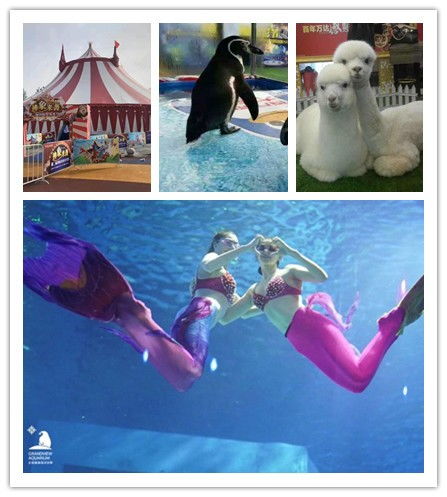 桐城市附近萌寵展羊駝出租