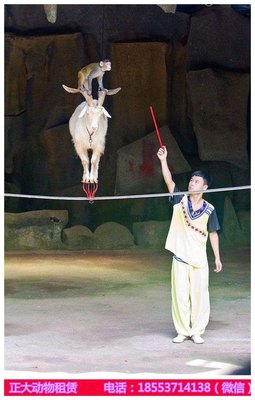 廣東附近小動物出租百鳥展租賃_山東正大動物租賃 - 商國互聯(lián)網(wǎng)