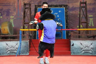 出租小馬戲表演現(xiàn)場人氣爆棚興義市