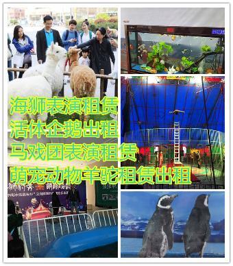 孝義哪里有出租羊駝出租租賃-海獅租賃_志趣網(wǎng)