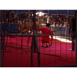 哪里有憑租海獅表演的、畢節出租馬戲團-企匯網