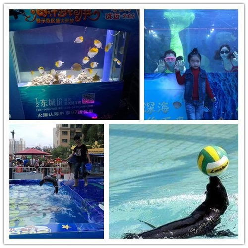 撫州馬戲團表演海獅表演出租