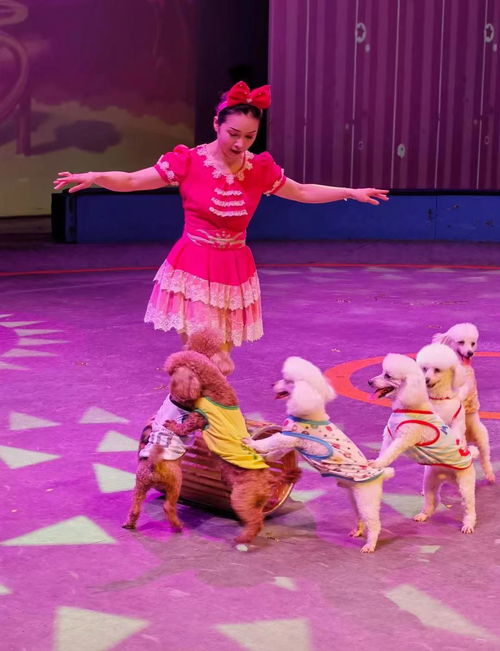 精彩馬戲團出租 狗熊獅子雜技表演租賃