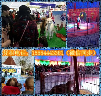 環(huán)球飛車表演與冰雕展出租賃服務(wù)在湖北宜昌遠(yuǎn)安及山東地區(qū)的應(yīng)用與發(fā)展