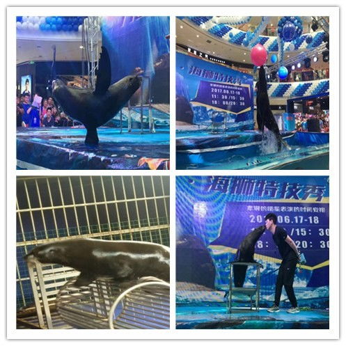 阜陽(yáng)市出租萌寵與冰雕展覽 當(dāng)?shù)靥厣珚蕵?lè)新選擇